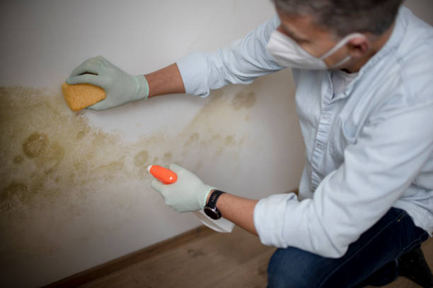 Best Post-Flood Mold Remediation in Lennox, SD