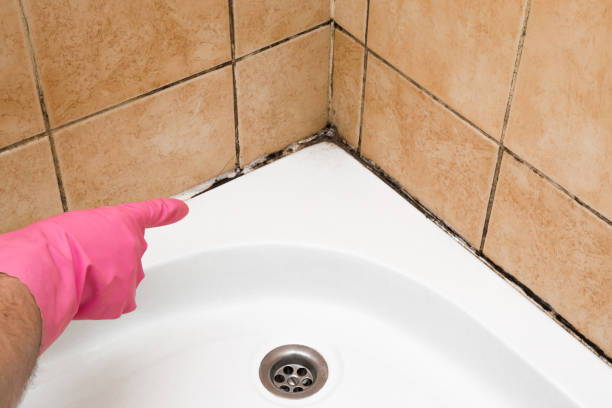 Best Insurance-Related Mold Remediation in Lennox, SD